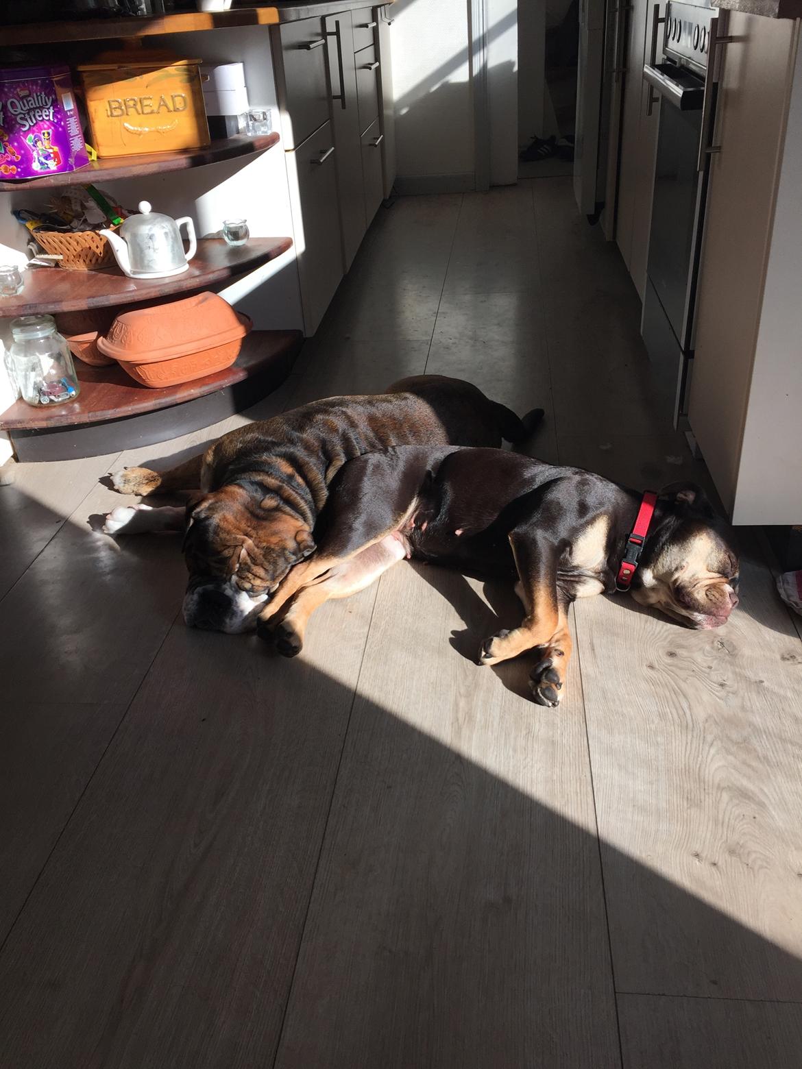 Mine bulderbasser? - Maximus og cleopatra? billede 2