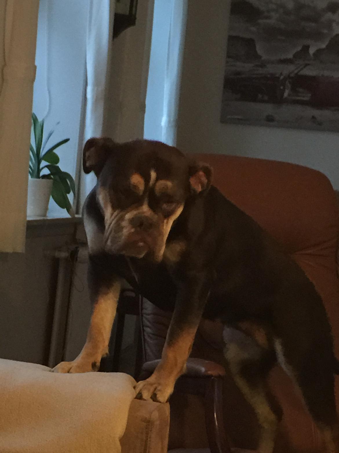 Mine bulderbasser? - Cleo?? billede 3