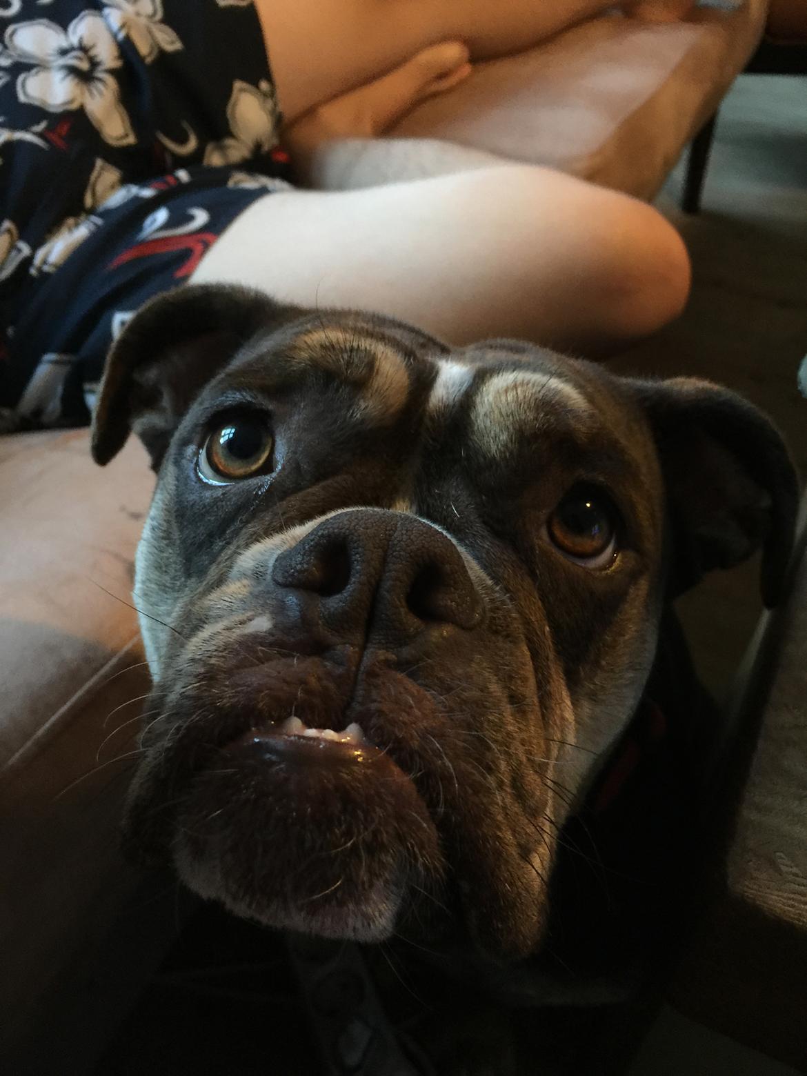 Mine bulderbasser? - Cleo?? billede 4