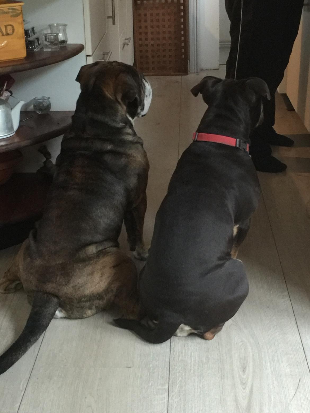 Mine bulderbasser? - Er der mon nogen der har en frikadelle???? billede 5