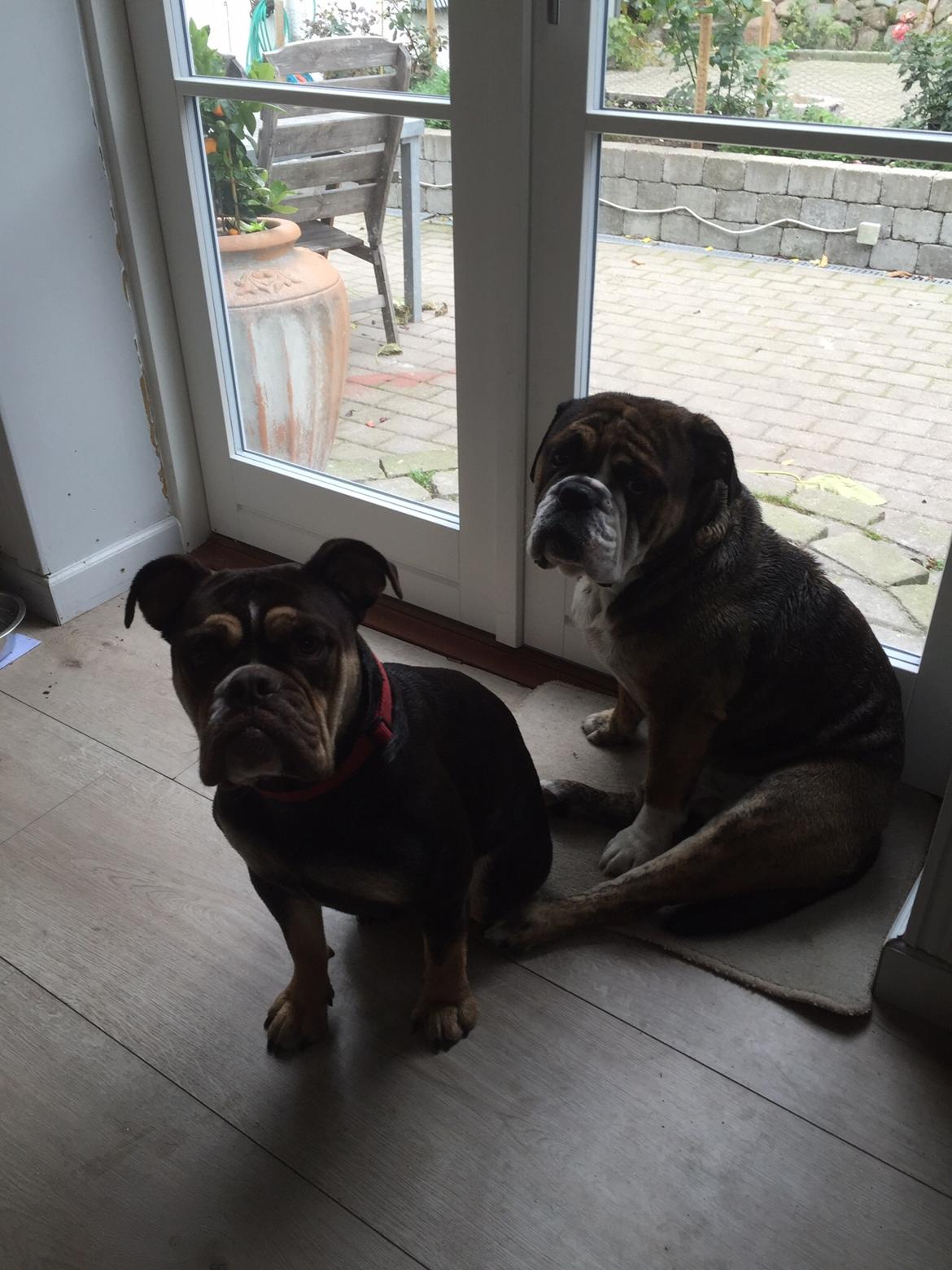 Mine bulderbasser? - Max og cleo? billede 6