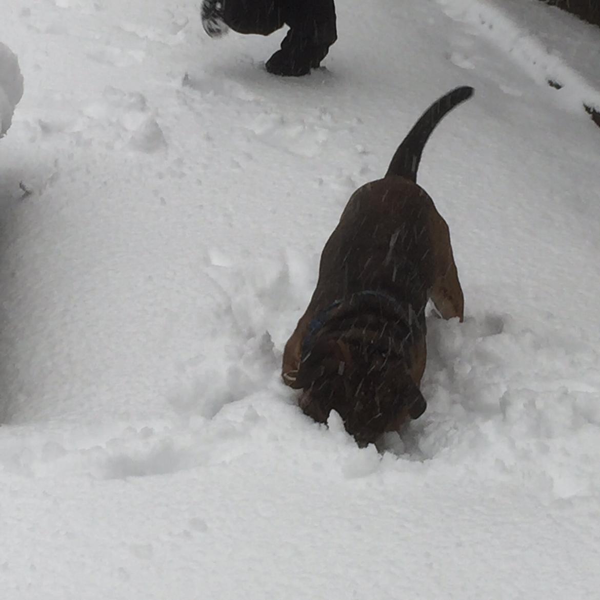 Mine bulderbasser? - Jay sne, love it? billede 7