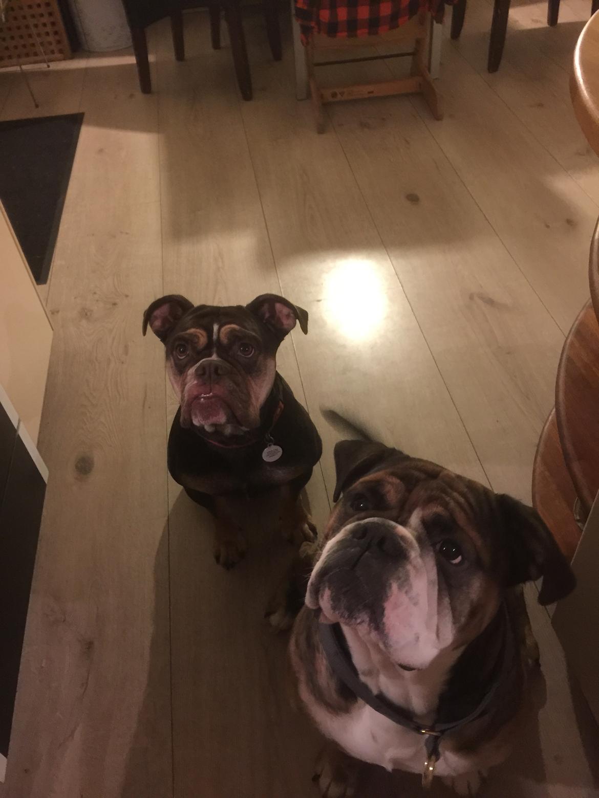 Mine bulderbasser? - Må vi smage? Ååårrrhh comeback on, bare en lille bid, vi skal nok bare sidde her og se søde ud, så får vi nok en lidt af det der de har???????? billede 10