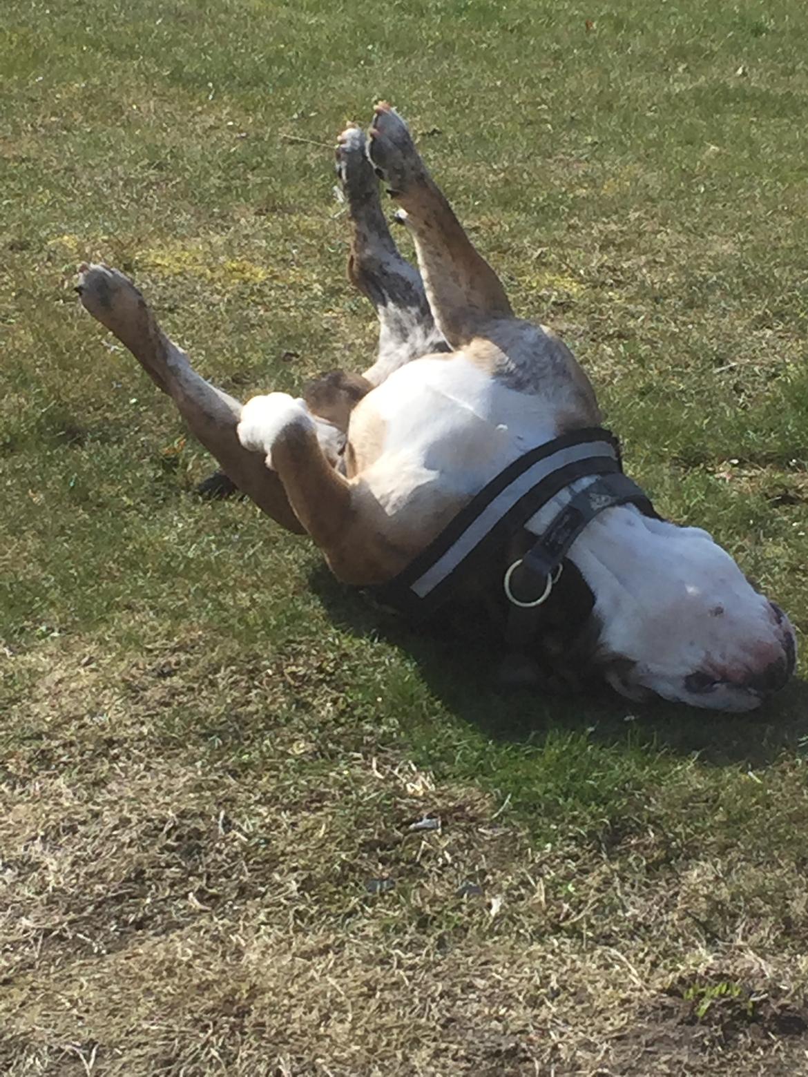 Mine bulderbasser? - På slap line?????? kan da ikke andet end bare at nyde det?????? billede 12