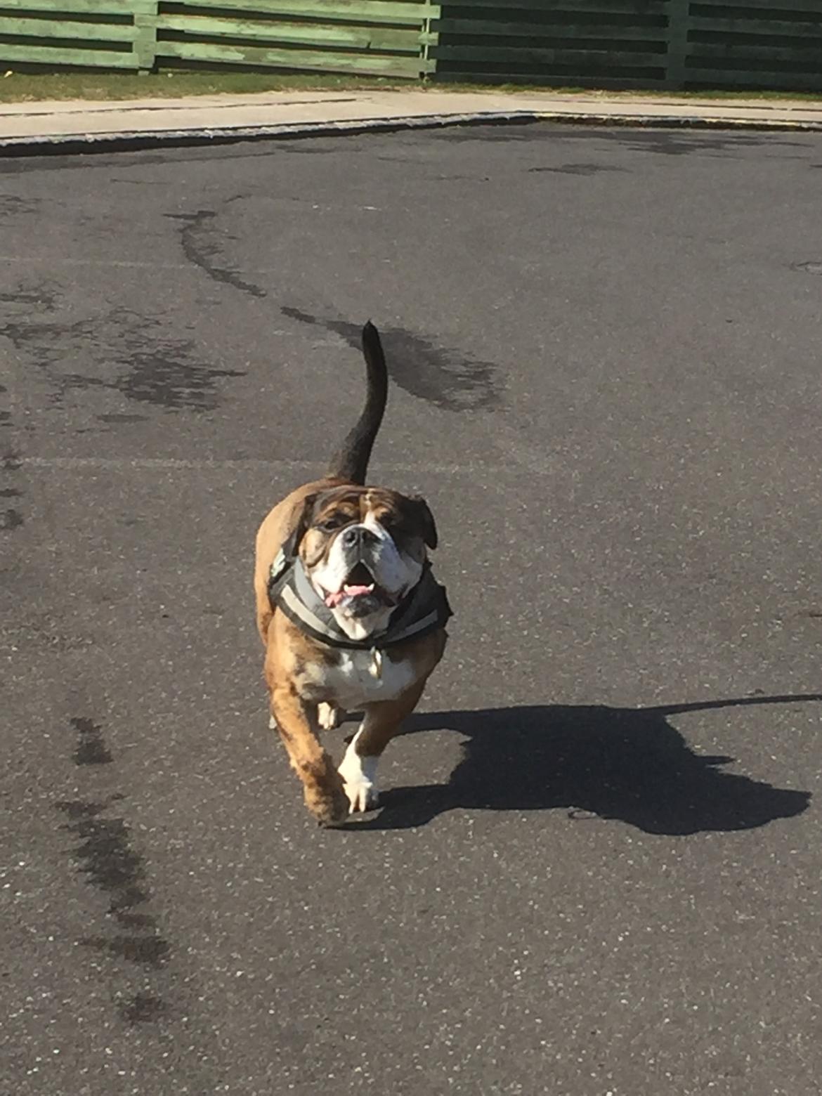 Mine bulderbasser? - Vores super dejlige, fantastiske og smukke maximus?? billede 11