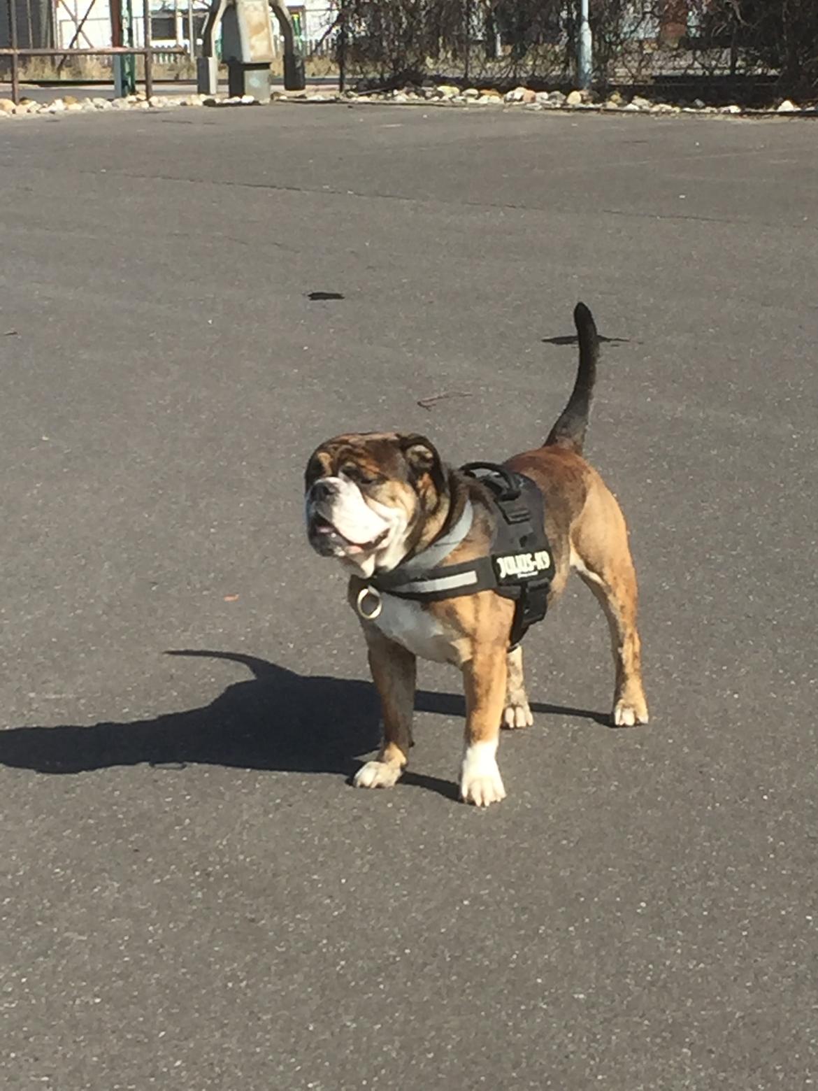 Mine bulderbasser? billede 13