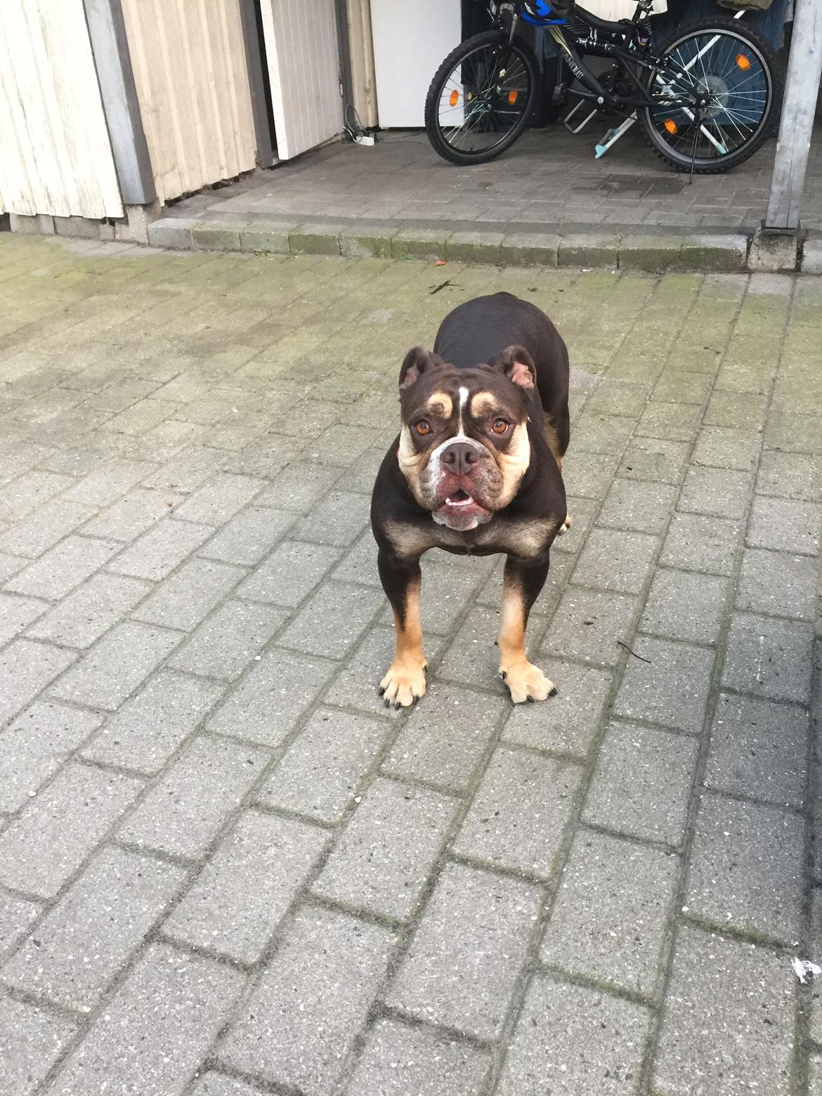 Mine bulderbasser? billede 15