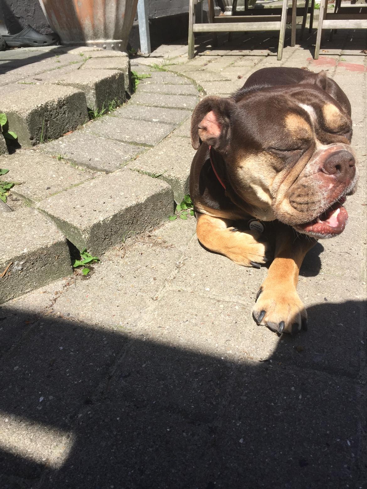 Mine bulderbasser? billede 14