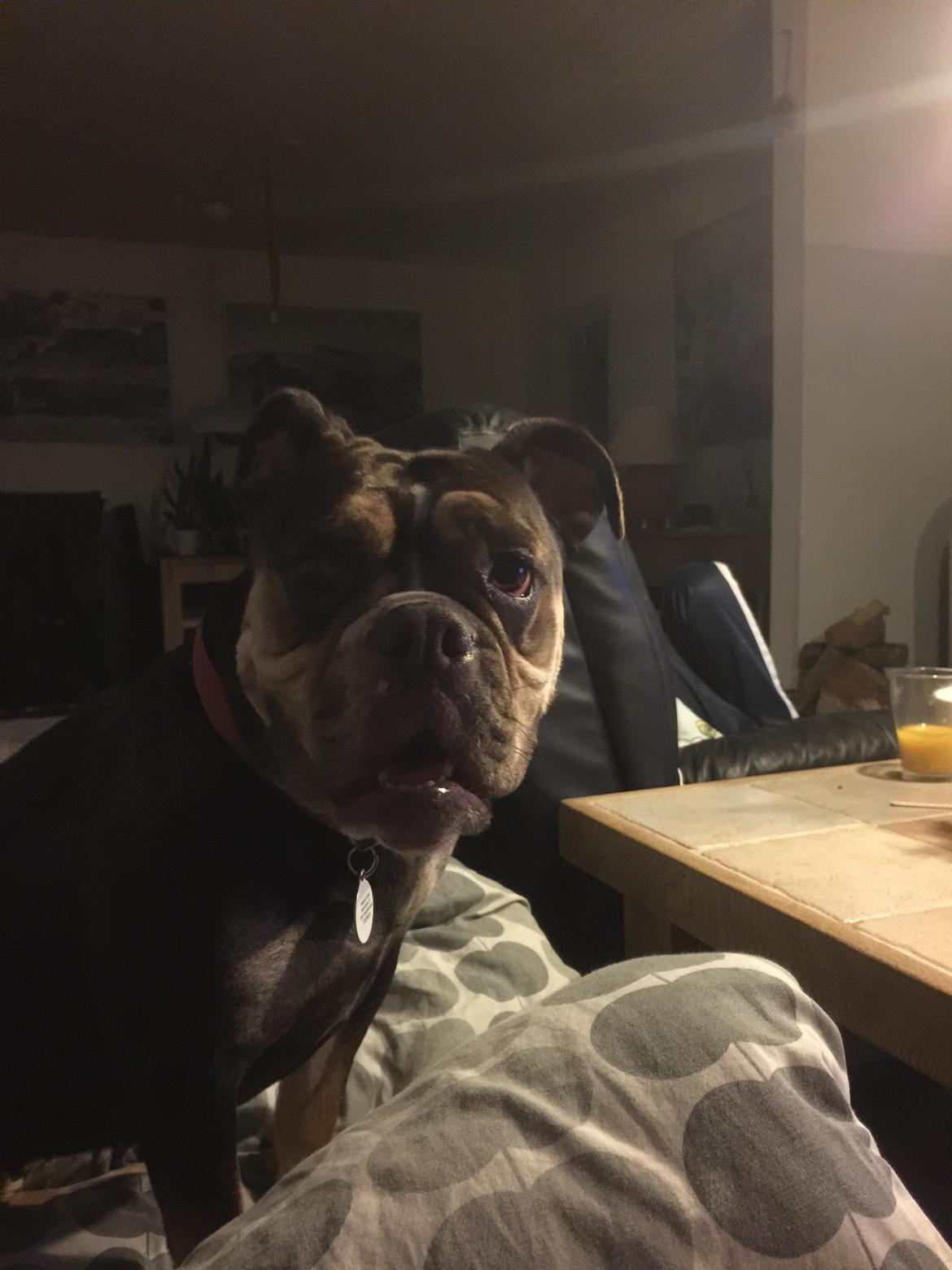 Mine bulderbasser? billede 17