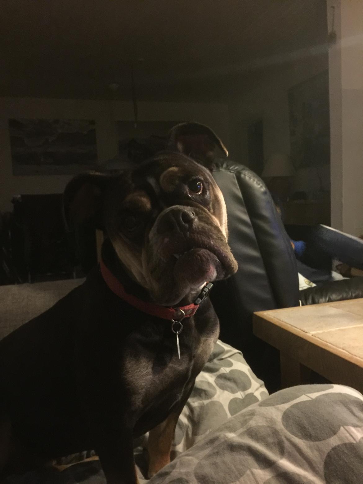 Mine bulderbasser? billede 18