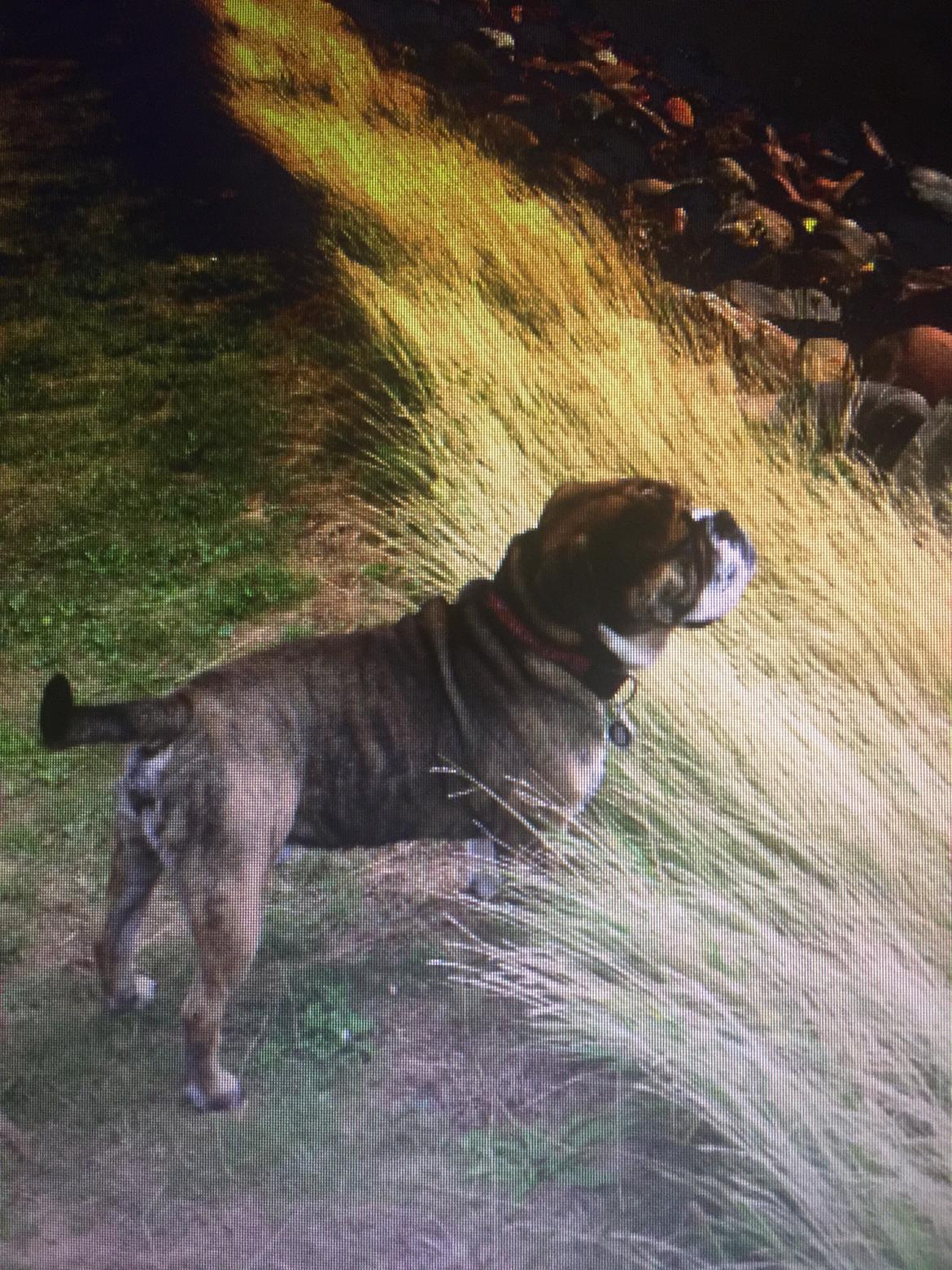 Mine bulderbasser? billede 20