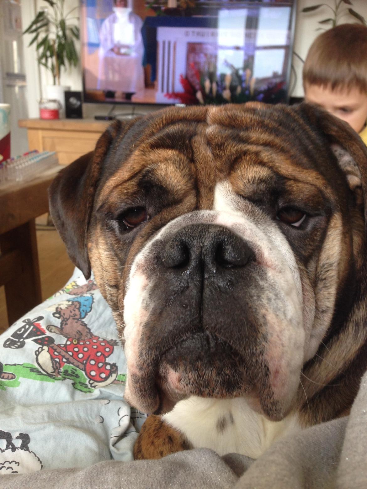 Mine bulderbasser? - Maximus? billede 1