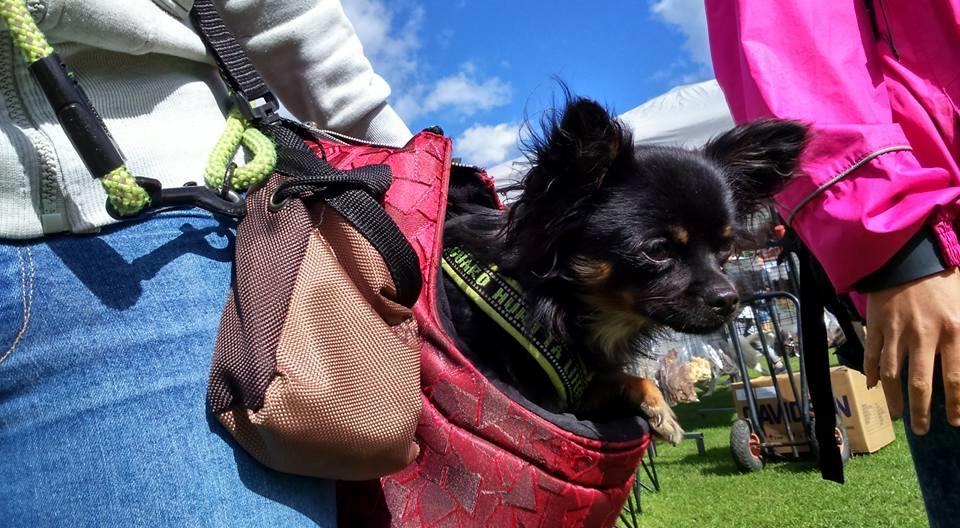 Hundene på markeder - Paya til store hundedag på lilleskov slot, sep. 2015 billede 11