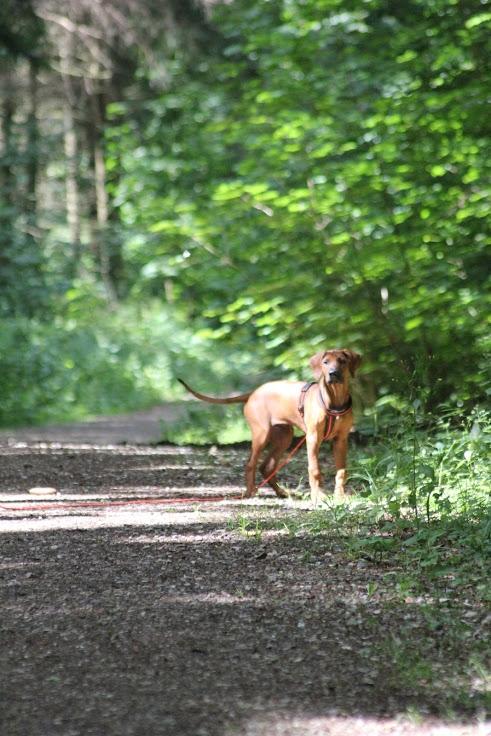 Sam Rhodesian Ridgeback  billede 4