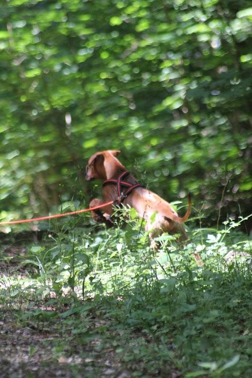 Sam Rhodesian Ridgeback  billede 5