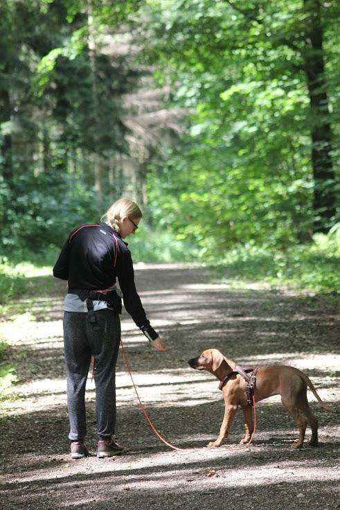 Sam Rhodesian Ridgeback  billede 6