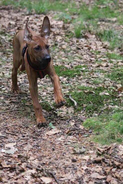 Sam Rhodesian Ridgeback  billede 12