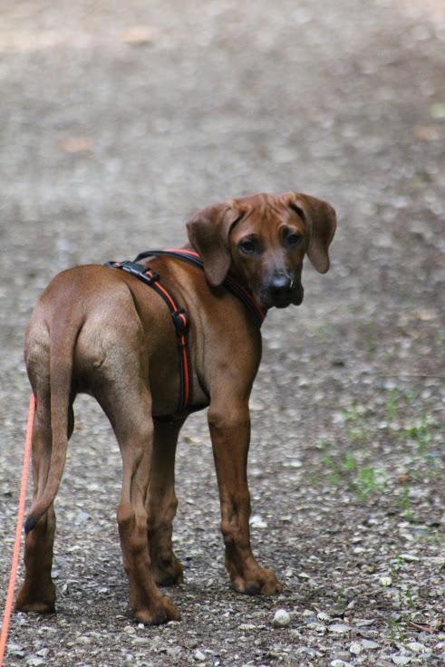 Sam Rhodesian Ridgeback  billede 2