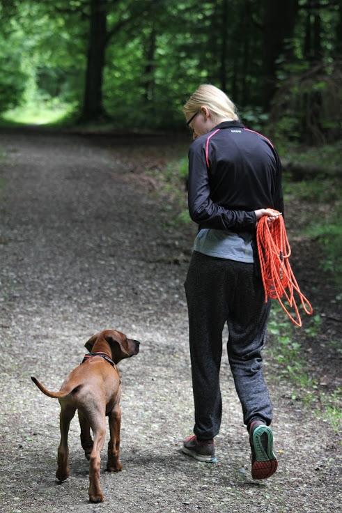 Sam Rhodesian Ridgeback  billede 33