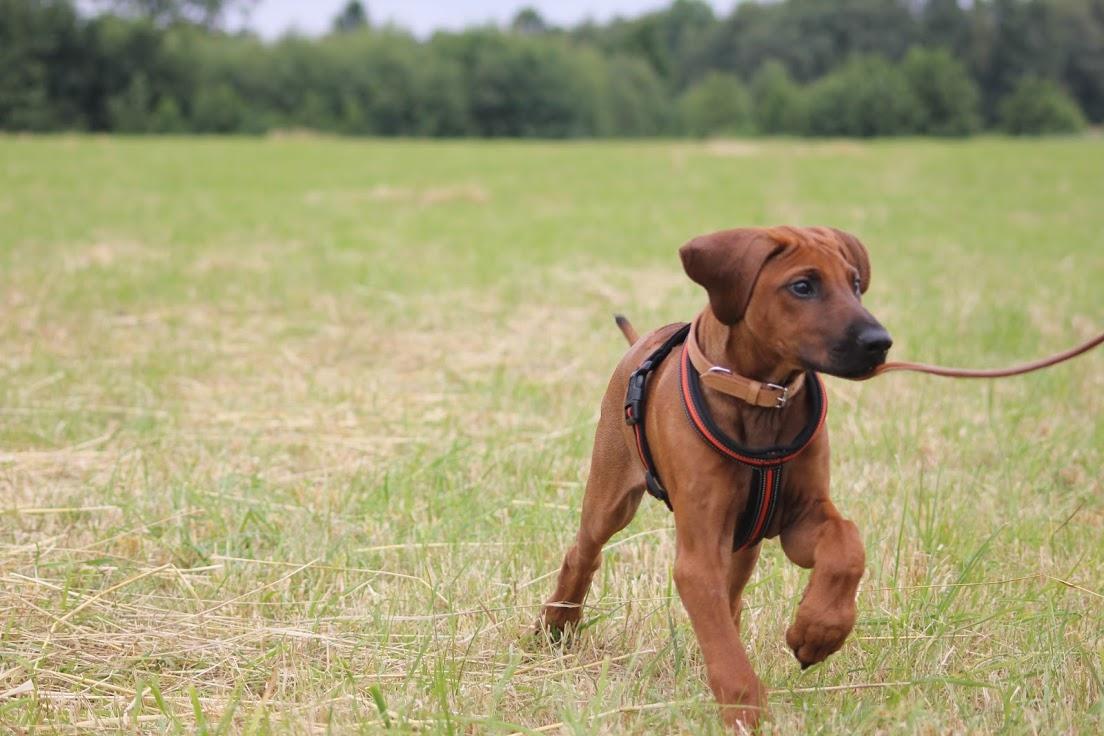 Sam Rhodesian Ridgeback  billede 51