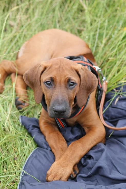 Sam Rhodesian Ridgeback  billede 60