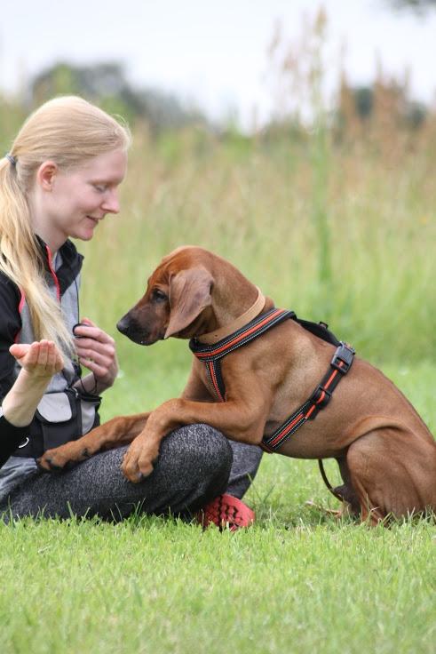 Sam Rhodesian Ridgeback  billede 69