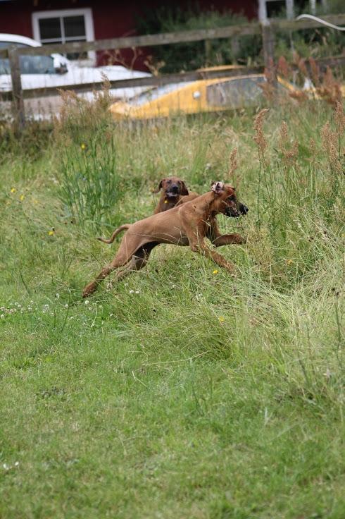 Sam Rhodesian Ridgeback  billede 76