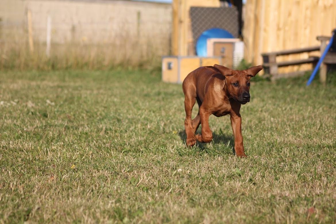 Sam Rhodesian Ridgeback  billede 82