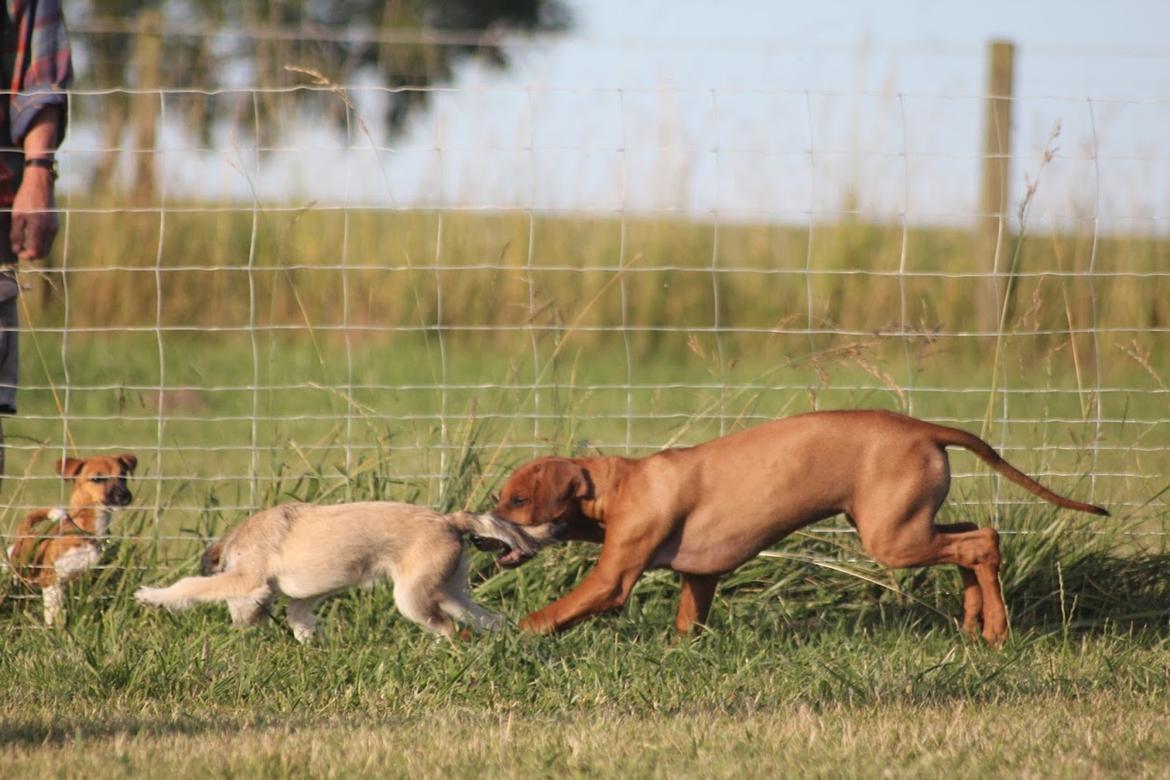 Sam Rhodesian Ridgeback  billede 85