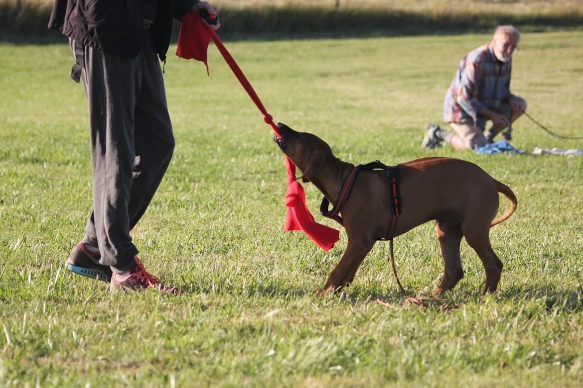 Sam Rhodesian Ridgeback  billede 93