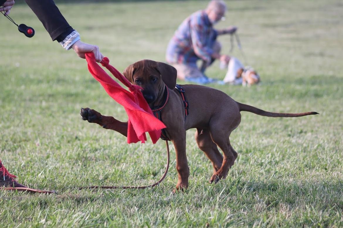 Sam Rhodesian Ridgeback  billede 90