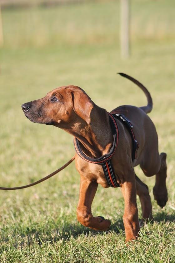 Sam Rhodesian Ridgeback  billede 101