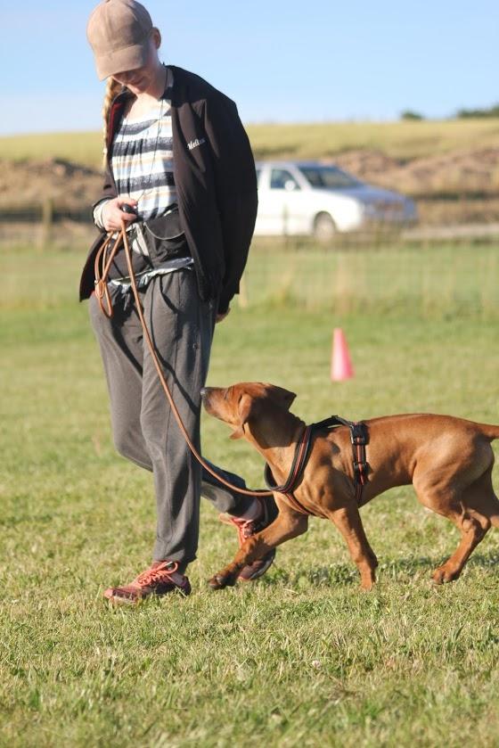 Sam Rhodesian Ridgeback  billede 116