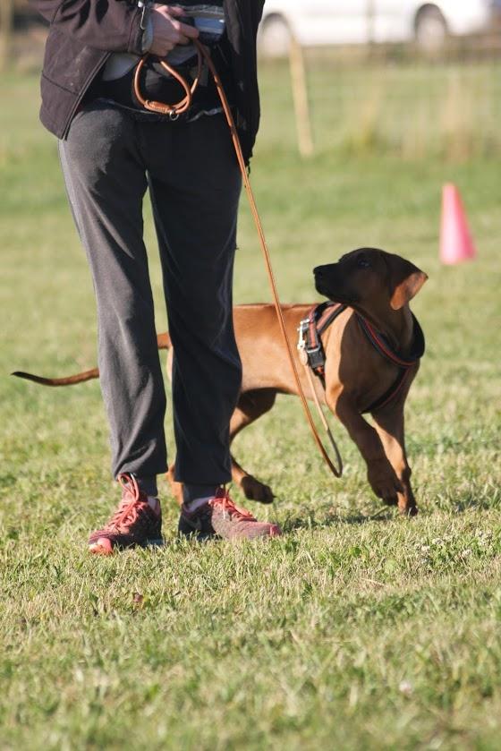 Sam Rhodesian Ridgeback  billede 112