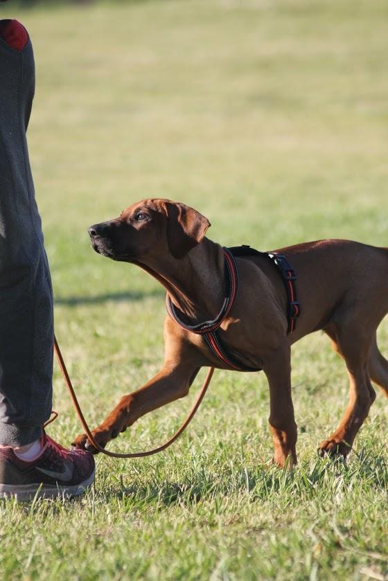 Sam Rhodesian Ridgeback  billede 122