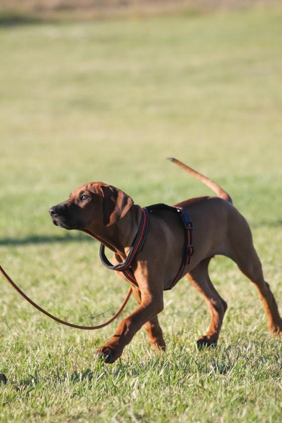 Sam Rhodesian Ridgeback  billede 123