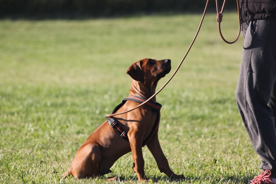 Sam Rhodesian Ridgeback  billede 132