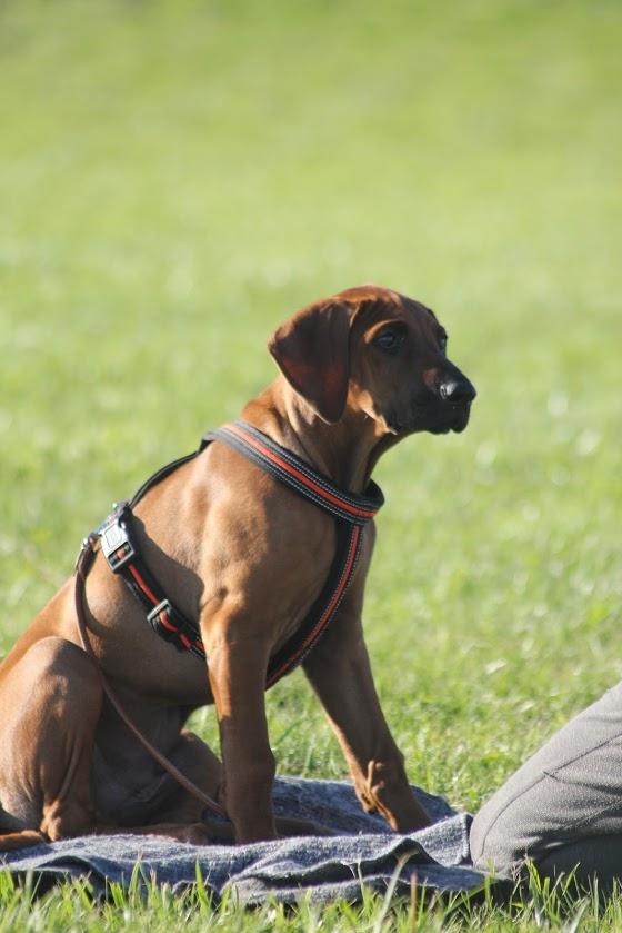 Sam Rhodesian Ridgeback  billede 136