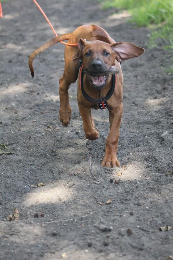 Sam Rhodesian Ridgeback  billede 154