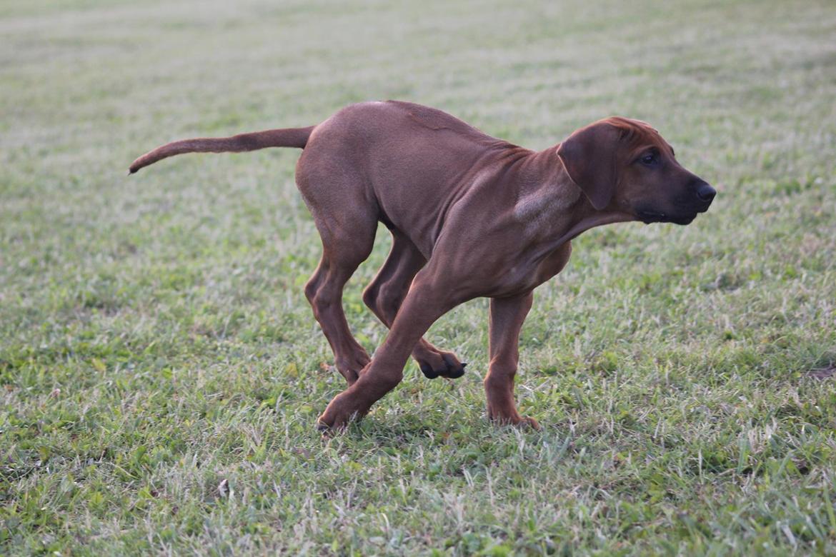 Sam Rhodesian Ridgeback  billede 166