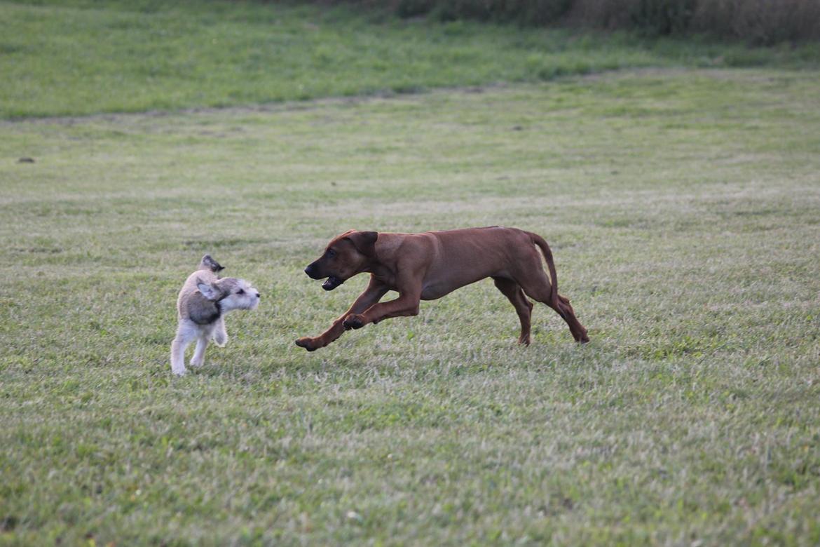 Sam Rhodesian Ridgeback  billede 167