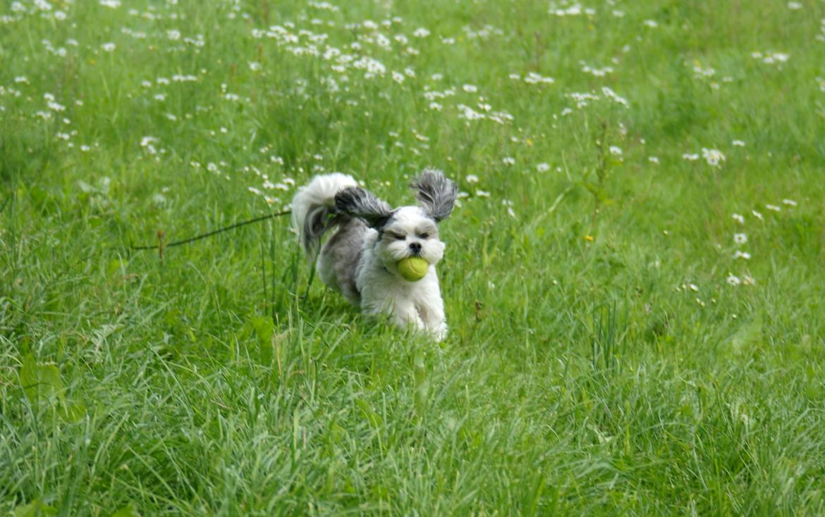 Hygge med Tucker - Når man kaster bold i én retning og selv stikker af i modsatte. Hunden havde alligevel bolden med da han fandt mig :D billede 6