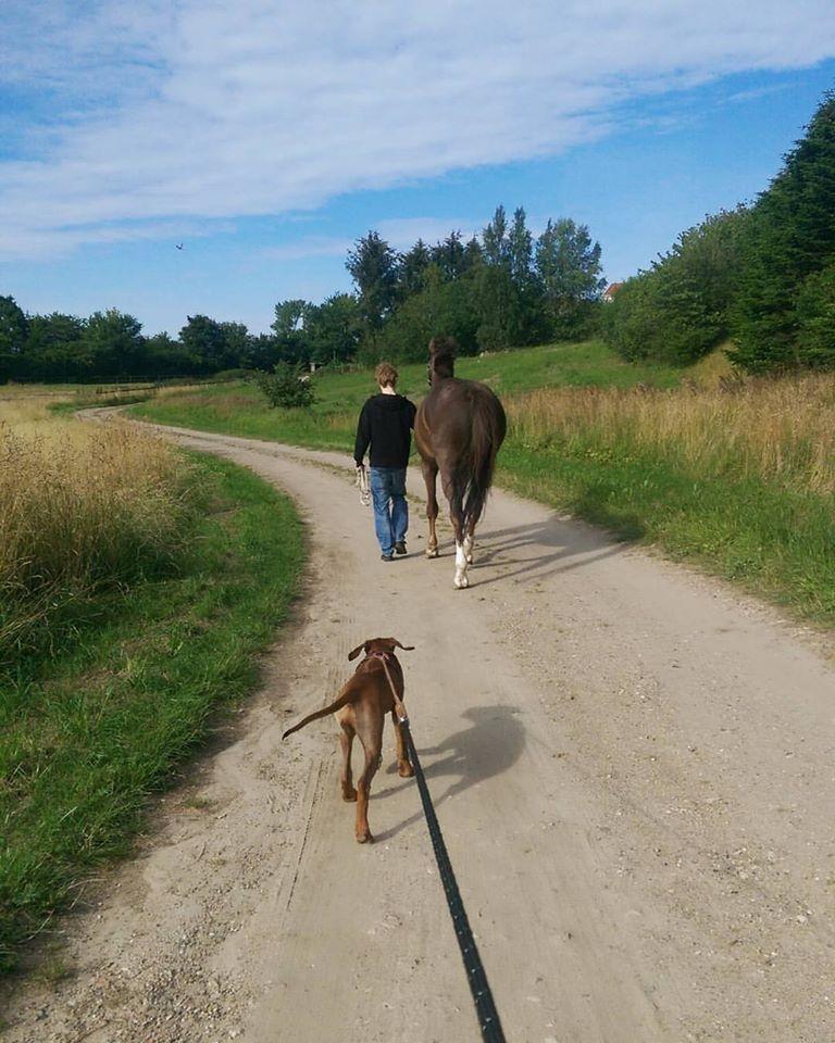 Sam Rhodesian Ridgeback  billede 186