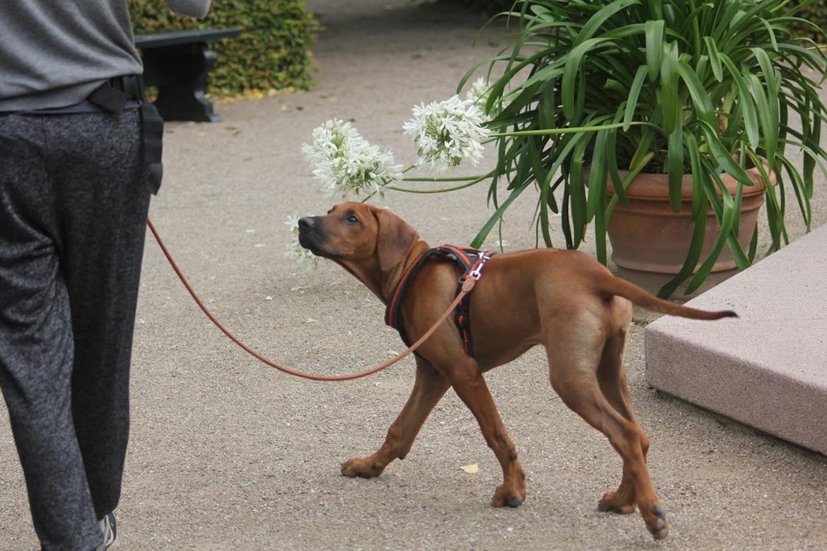 Sam Rhodesian Ridgeback  billede 235