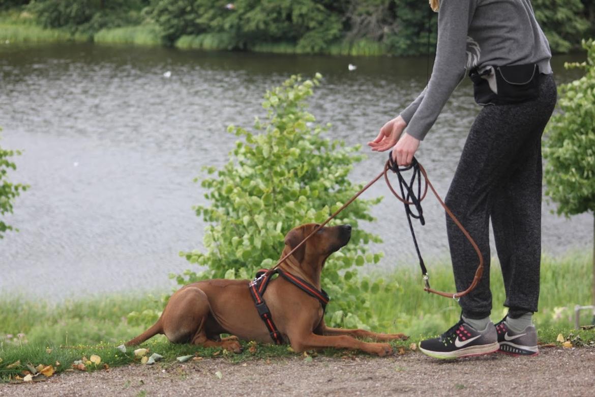 Sam Rhodesian Ridgeback  billede 240