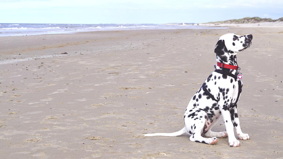 Strandtur med Pan i Nordjylland billede 5