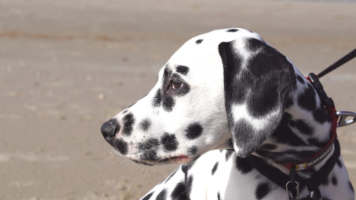 Strandtur med Pan i Nordjylland billede 11