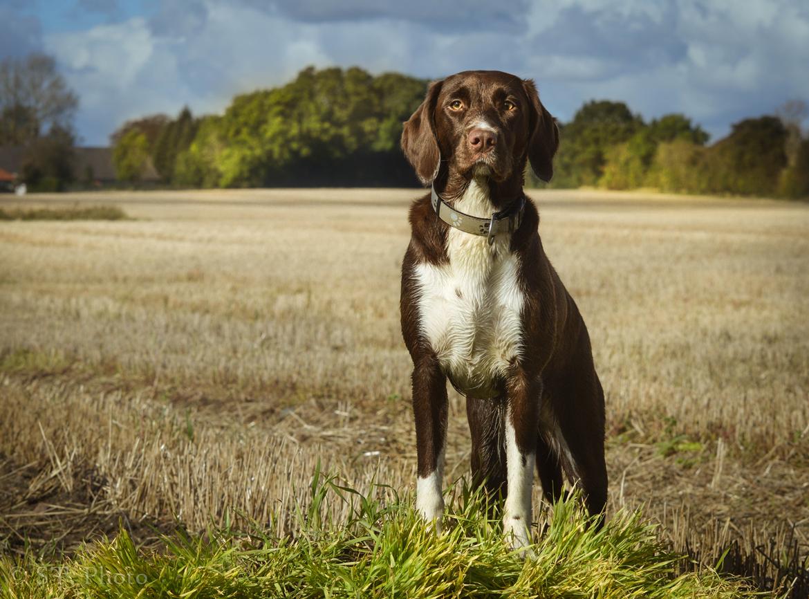 Nellie på marken billede 2