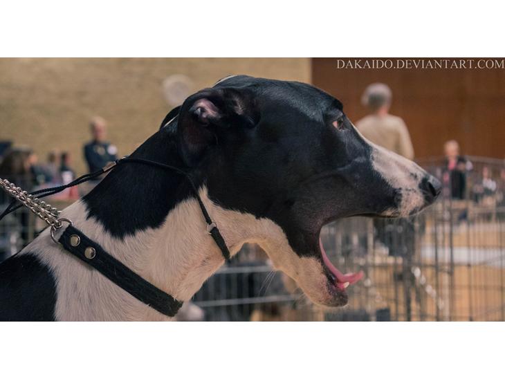 {{currentPhoto.altText}} billede {{currentPhoto.number}}