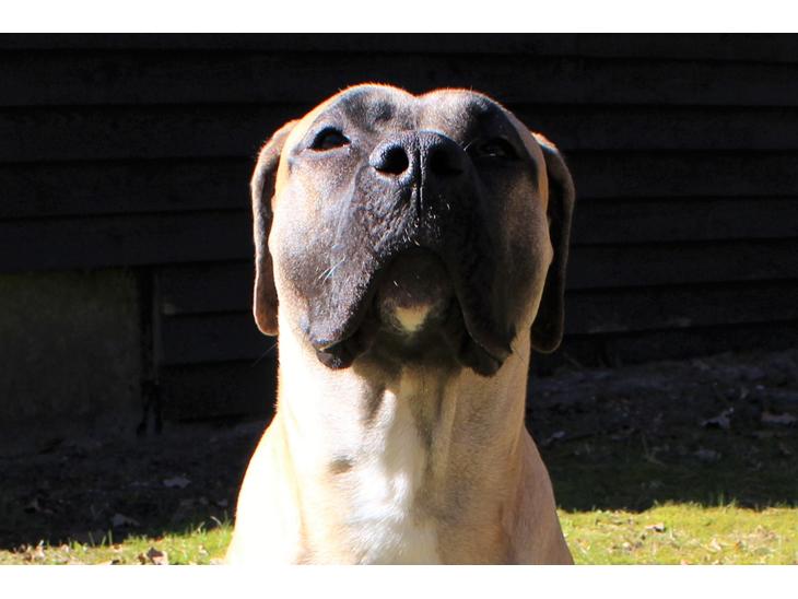 {{currentPhoto.altText}} billede {{currentPhoto.number}}